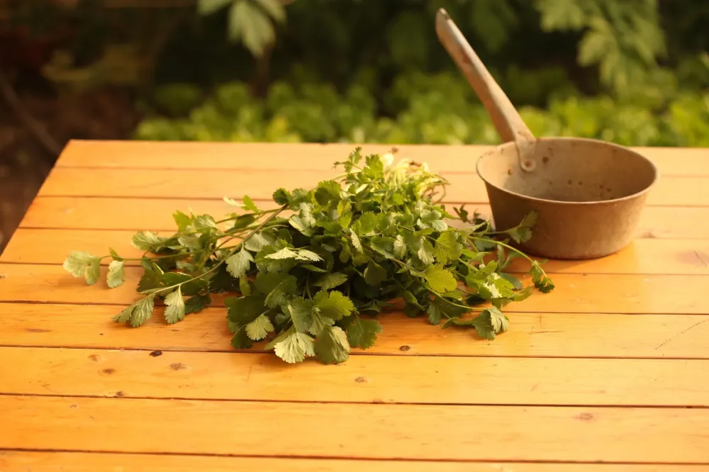 phytotherapie